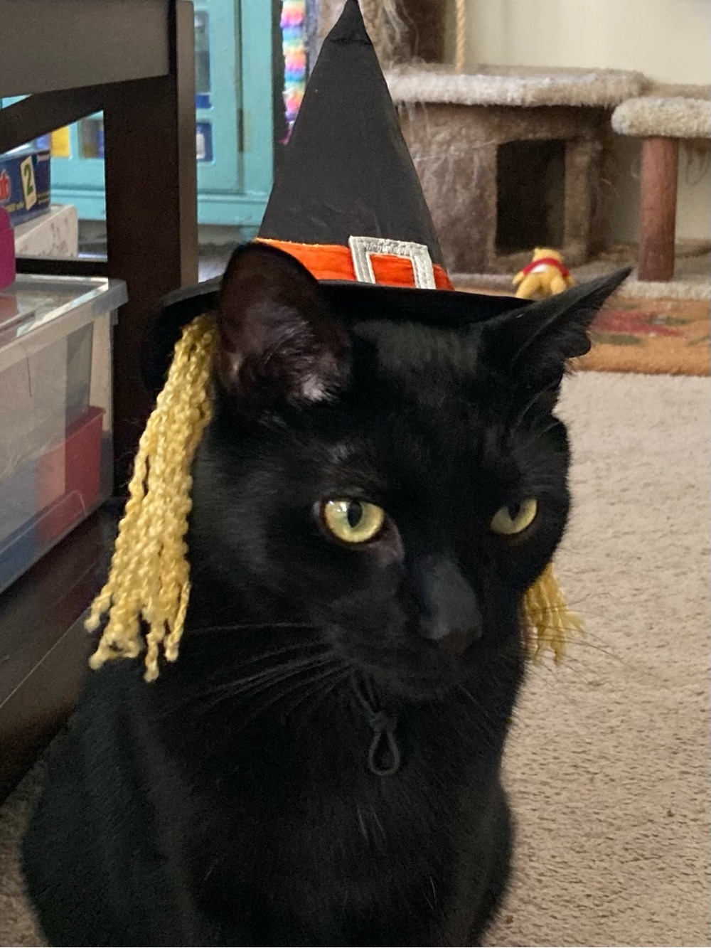 Michaels Black Witch Hat with Orange Band and Gold Tassels - Cat Costume